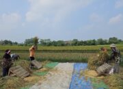 Aktivitas petani saat panen di sawah, memisahkan bulir padi dari tangkainya melalui proses perontokan. (Foto: Dok. Kementan)