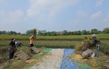 Aktivitas petani saat panen di sawah, memisahkan bulir padi dari tangkainya melalui proses perontokan. (Foto: Dok. Kementan)