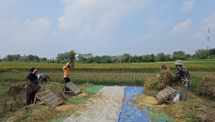 Mentan Amran Klaim Produksi Beras 2025 Naik 4,1 Juta Ton Tertinggi dalam 5 Tahun, Mendekati Swasembada Pangan?
