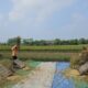 Aktivitas petani saat panen di sawah, memisahkan bulir padi dari tangkainya melalui proses perontokan. (Foto: Dok. Kementan)