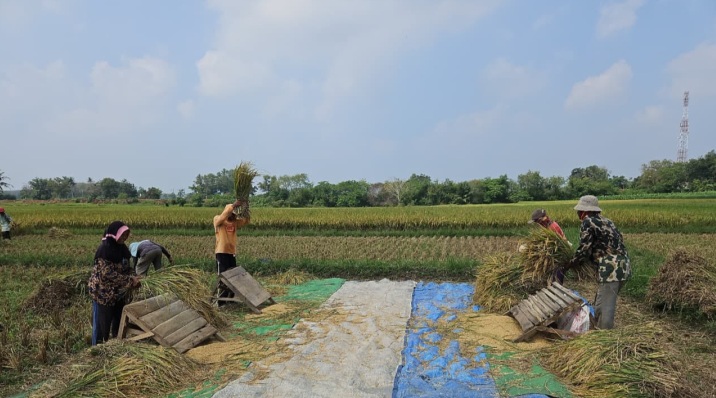 Aktivitas petani saat panen di sawah, memisahkan bulir padi dari tangkainya melalui proses perontokan. (Foto: Dok. Kementan)