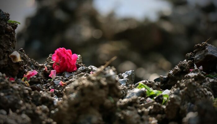 Taburan Bunga Tandai Penutupan Operasi SAR, 11 Korban Longsor Banjarnegara Masih Hilang