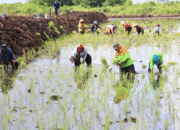 Para petani menanam padi sebagai bagian esensial dari produksi pangan nasional. (Foto: Dok. Kementan)