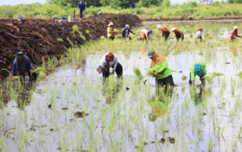 Para petani menanam padi sebagai bagian esensial dari produksi pangan nasional. (Foto: Dok. Kementan)