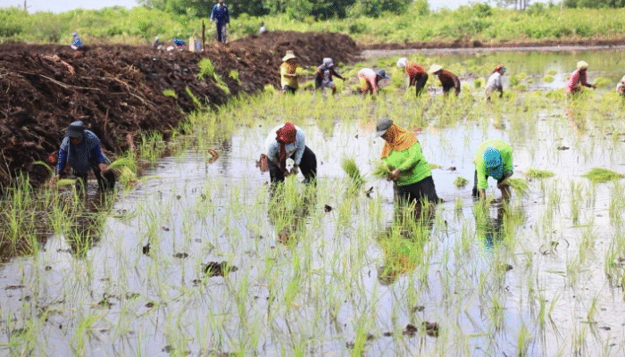 BMKG Prediksi Puncak Musim Hujan, Saatnya Genjot Produksi Pangan Nasional
