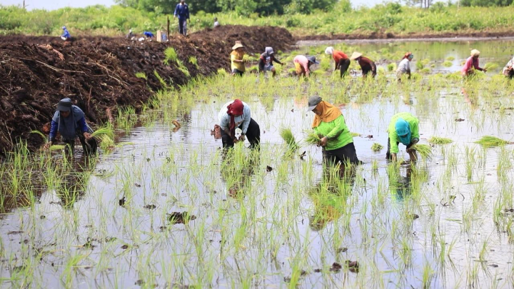 Para petani menanam padi sebagai bagian esensial dari produksi pangan nasional. (Foto: Dok. Kementan)