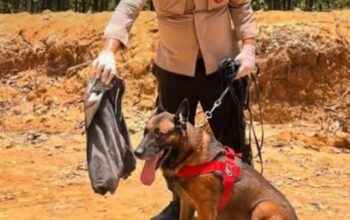 Reno, anjing K-9 yang gugur saat mencari korban longsor di Agam, Sumbar. (Foto: Dok. Humas Polri)