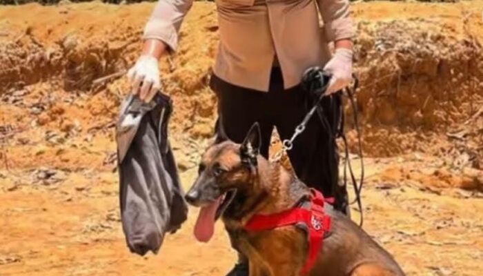 Kisah Reno, Anjing K-9 yang Gugur Saat Mencari Korban Longsor di Agam Sumbar