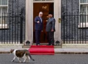 Larry The Cat “Sambut” Kedatangan Presiden Prabowo di Downing Street